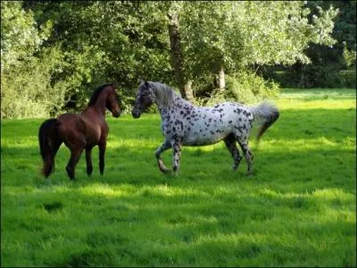 Deux cavaliers se croisent � m�me allure mais � contre-sens. Lequel a priorit� ?