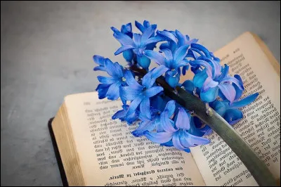 Où se cache l'intrus parmi les livres d'Alexandre Dumas ?