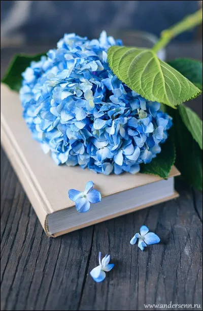 Cherchez l'intrus parmi les uvres de Georges Simenon !