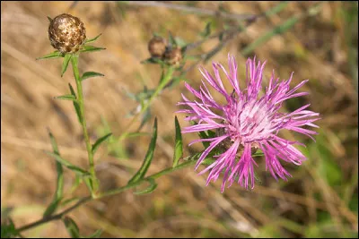 En blanc et rouge seulement.