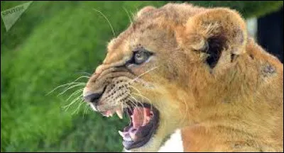 Une grande croix de saint Georges sur fond blanc et quatre autres petites croix rouges dans chacun des quartiers formés par la grande croix