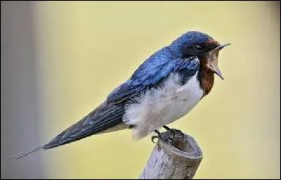 Il y a seulement 2 bandes horizontales pour le drapeau de l'Estonie : en bleu et noir.