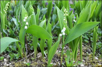 Les drapeaux de la Finlande et de la Grèce sont en bleu et blanc.