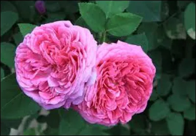 Les drapeaux de la Bulgarie et de la Hongrie ont trois couleurs.