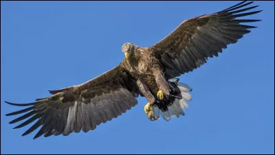 Quel drapeau européen ne comporte pas de rouge ?