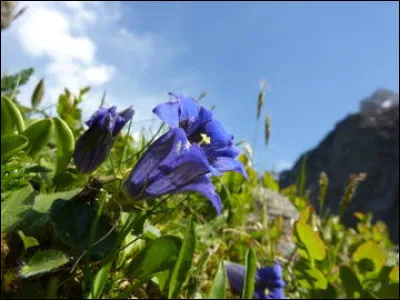 3 couleurs pour ce drapeau dont le coin bleu doit être fixé au mât.