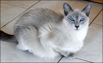 De quelle race est ce chat ?