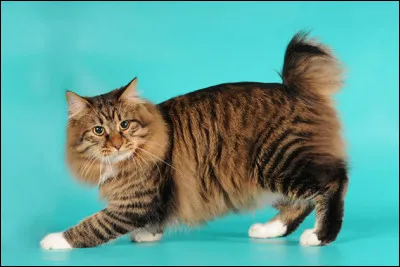 De quelle race est ce chat ?