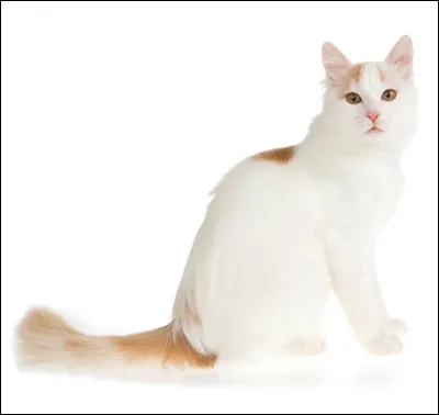 De quelle race est ce chat ?