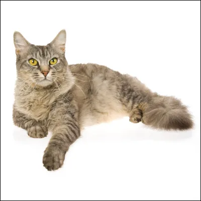 De quelle race est ce chat ?