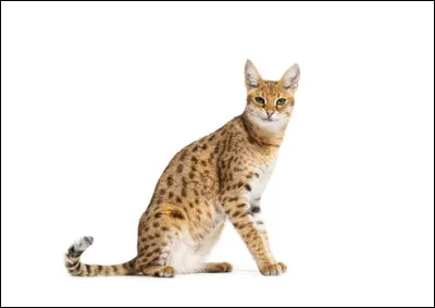 De quelle race est ce chat ?