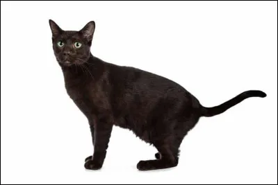 De quelle race est ce chat ?