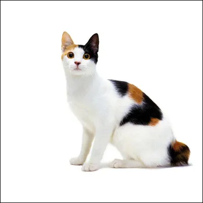 De quelle race est ce chat ?