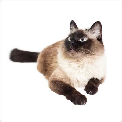 De quelle race est ce chat ?