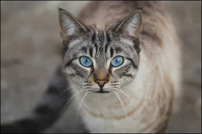 De quelle race est ce chat ?