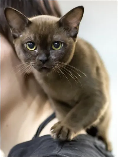 De quelle race est ce chat ?