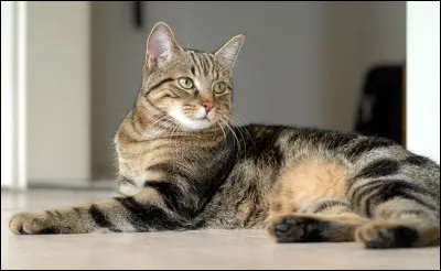 De quelle race est ce chat ?