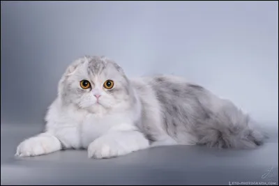 De quelle race est ce chat ?