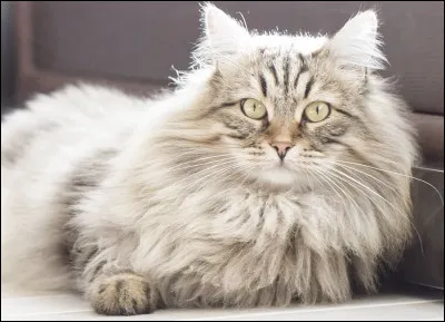 De quelle race est ce chat ?