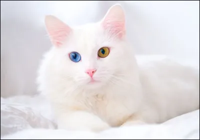 De quelle race est ce chat ?