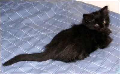 De quelle race est ce chat ?