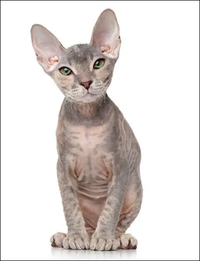 De quelle race est ce chat ?