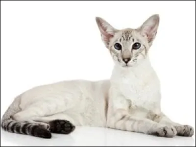De quelle race est ce chat ?