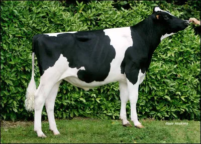 Quel est le nom de cette race bovine laitière d'origine néerlandaise à la robe noire et blanche ?