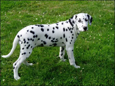 Quelle est cette race de chien à la robe blanche avec des tâches noires ?