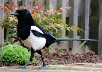 Quel est ce grand oiseau au plumage noir et blanc, animal bavard et chapardeur ?