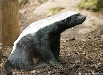Quel est le nom de ce petit carnivore féroce noir et blanc vivant en Inde et en Afrique ?