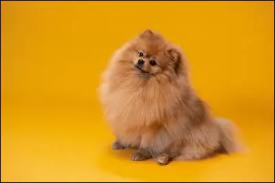 Quelle est cette race ?