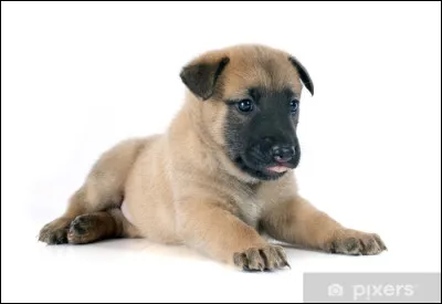 Quelle est cette race (cest un chiot) ?