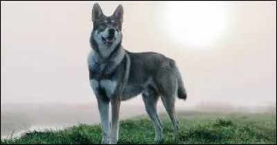 Quelle est cette race ?