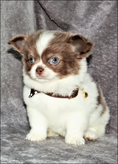 Quelle est cette race (cest un chiot) ?