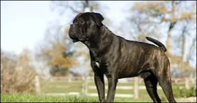 Quelle est cette race ?