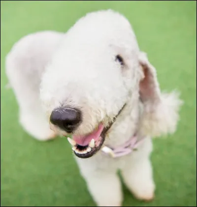 Quelle est cette race ?