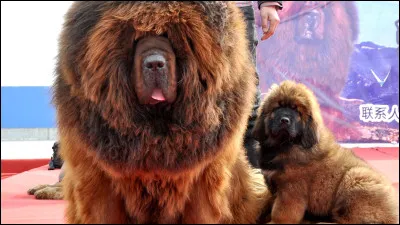 Quelle est cette race ?