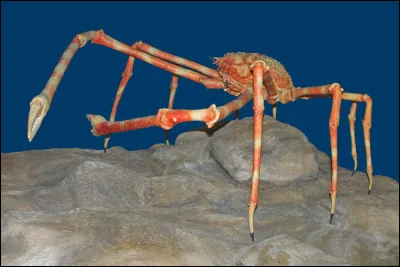 Quelle est l'envergure moyenne du crabe-araignée géant du Japon ?