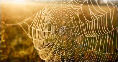 Dans le roman pour enfants "La Toile de Charlotte", on nous raconte l'histoire d'une araignée et d'un autre animal. Lequel ?