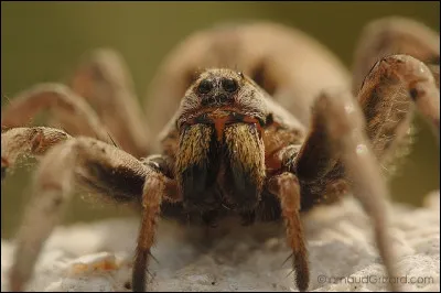 Comment sont appelés les appendices de l'araignée, proches de la bouche et se terminant par des pinces ou des crochets ?