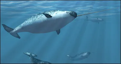 Comment s'appelle cet animal ?