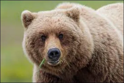 Comment s'appelle cet animal ?