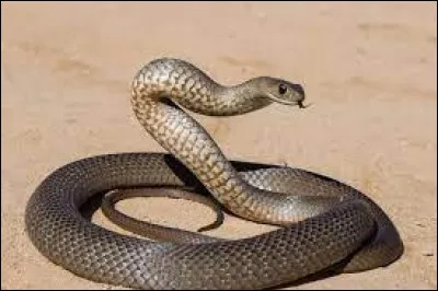 Comment s'appelle cet animal ?