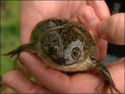 Comment s'appelle cet animal ?