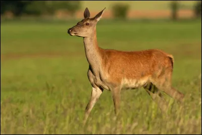 Comment s'appelle cet animal ?