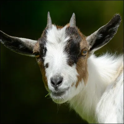 Comment s'appelle cet animal ?