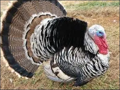 Comment s'appelle cet animal ?