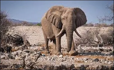 Comment s'appelle cet animal ?