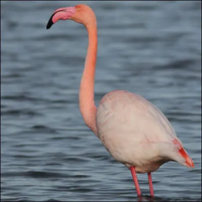 Comment s'appelle cet animal ?